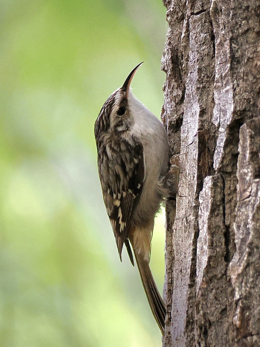 Amerikabaumläufer - ML646332166