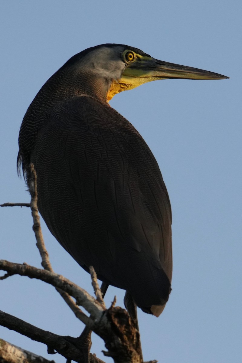 Bare-throated Tiger-Heron - ML646332167