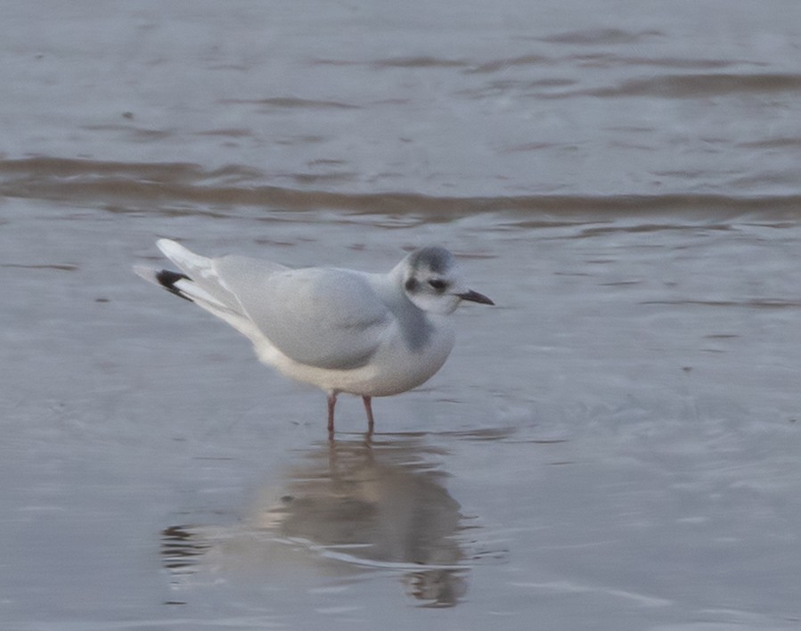 Gabbianello - ML646332172