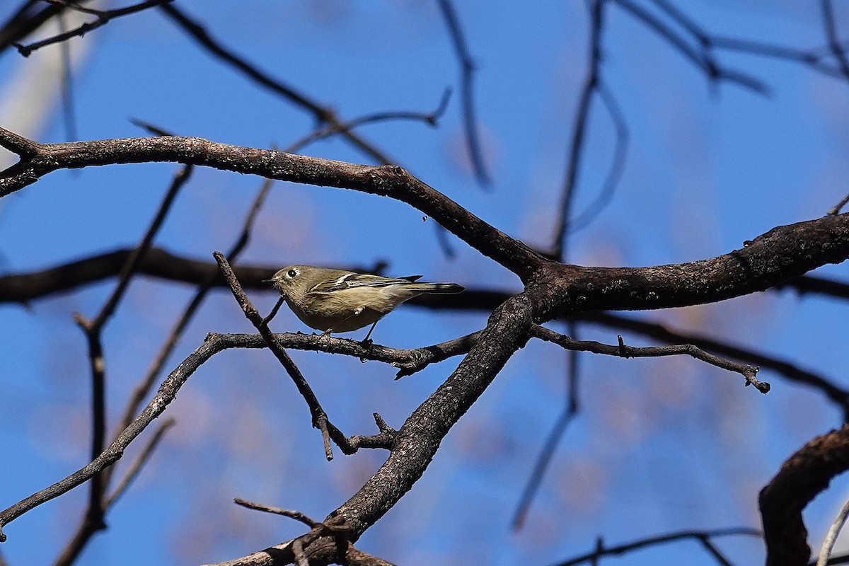 Ruby-crowned Kinglet - ML646332174