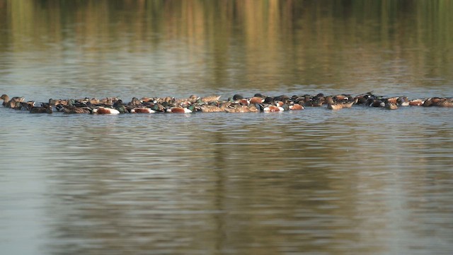 Northern Shoveler - ML646332175