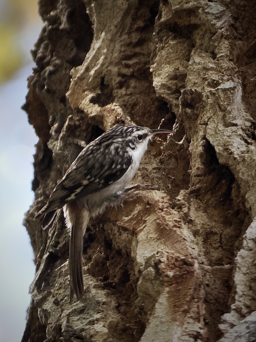 Amerikabaumläufer - ML646332176