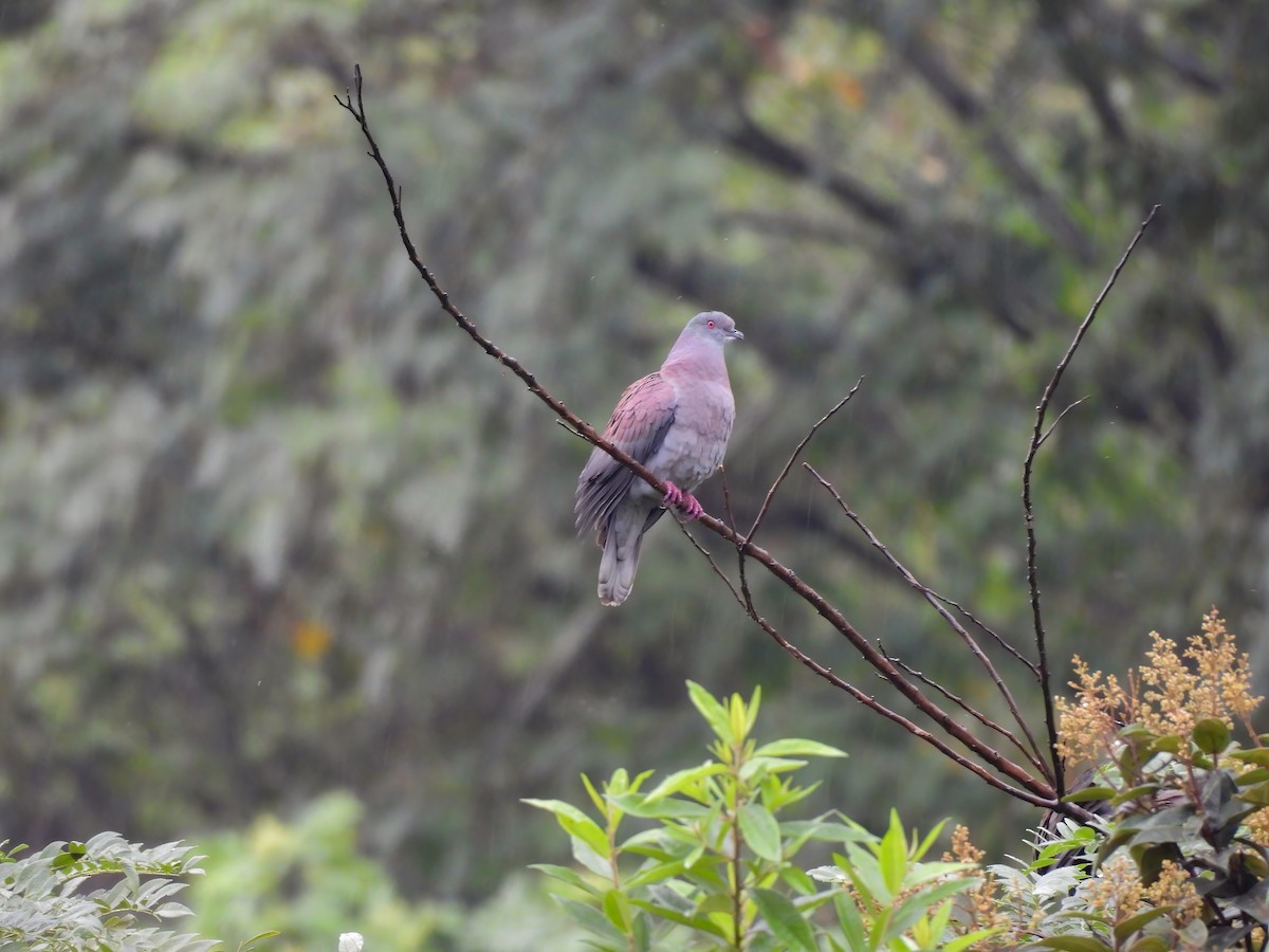 Paloma Colorada - ML646332177
