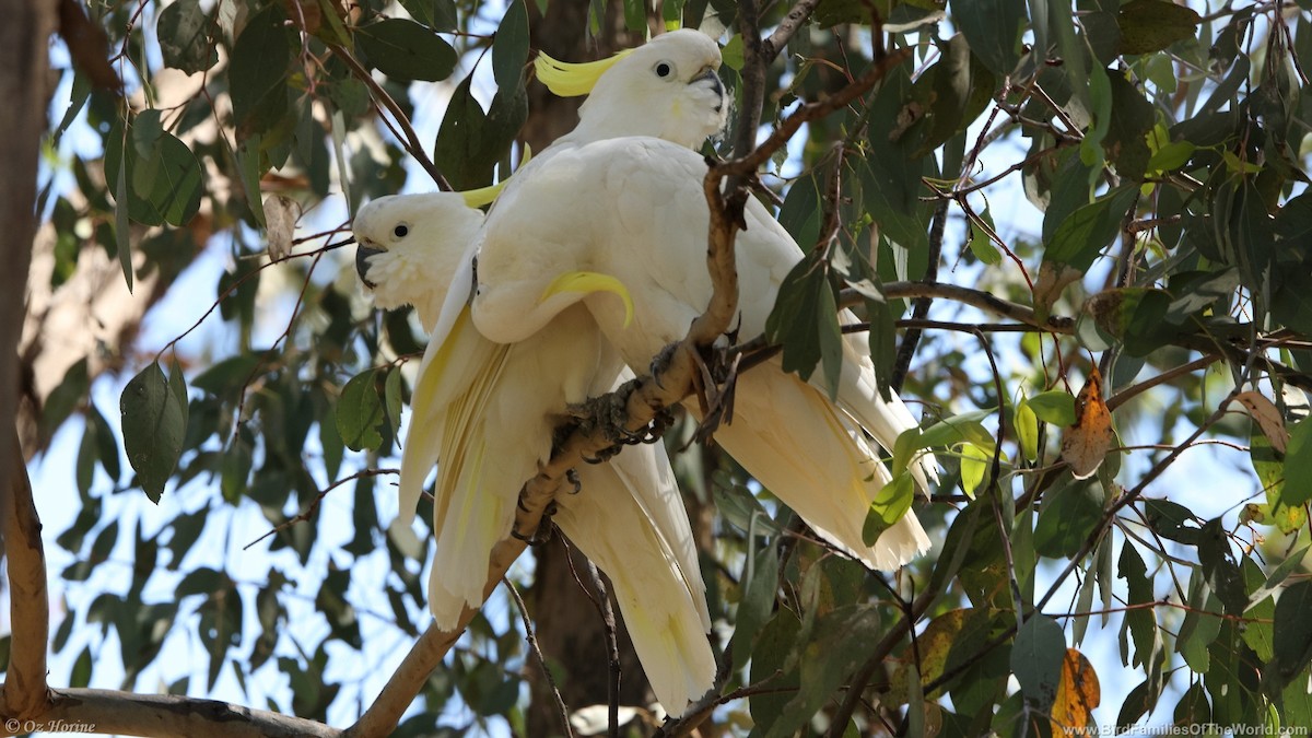 gultoppkakadu - ML646332178