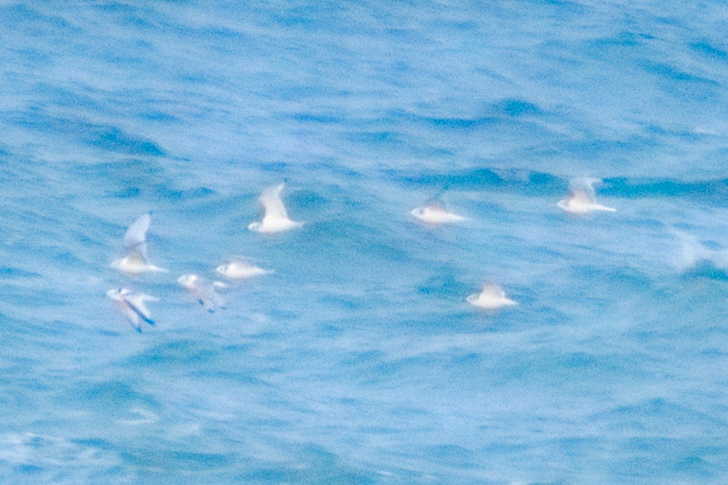 Black-legged Kittiwake - ML646332179