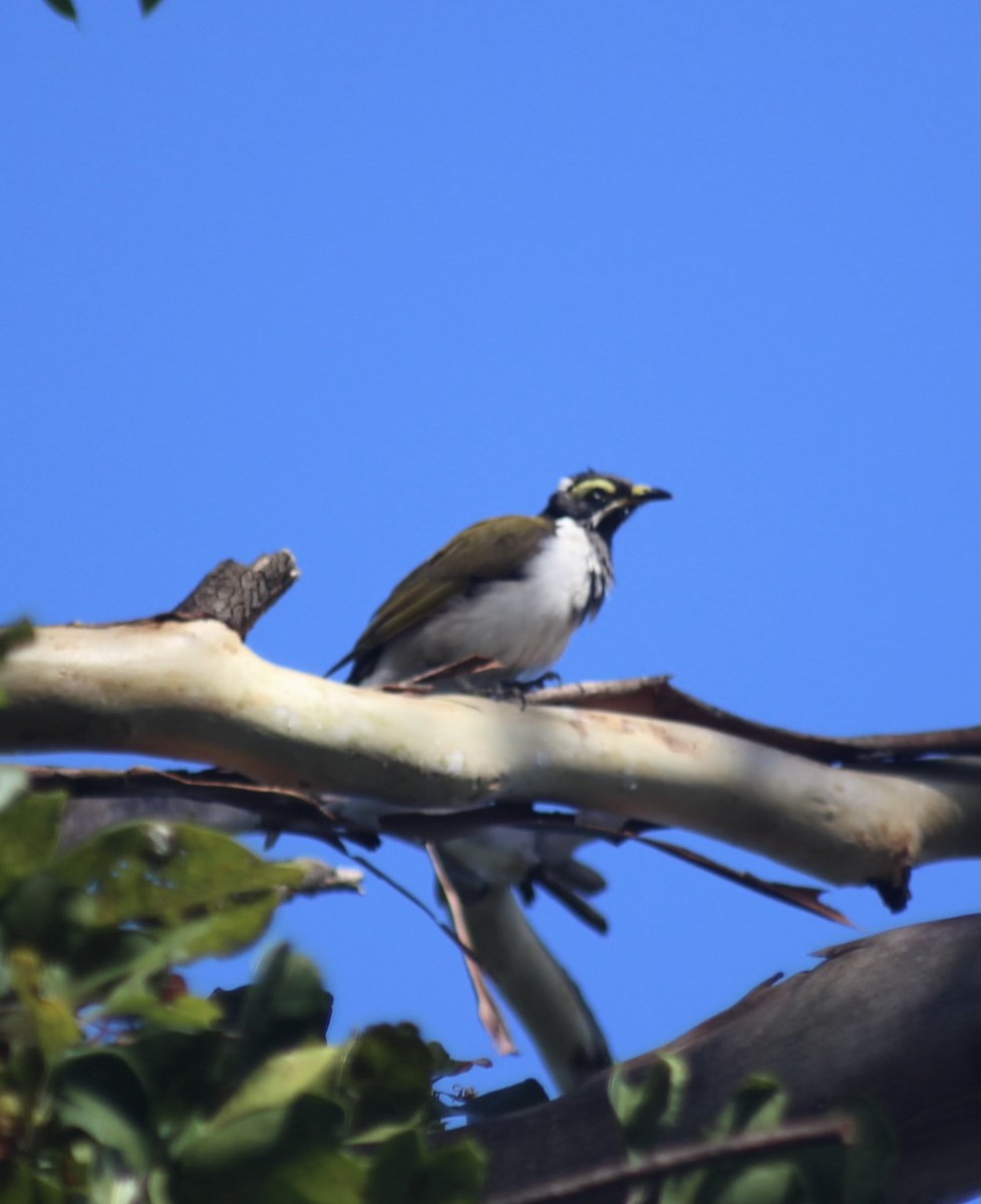 Blue-faced Honeyeater - ML646332181