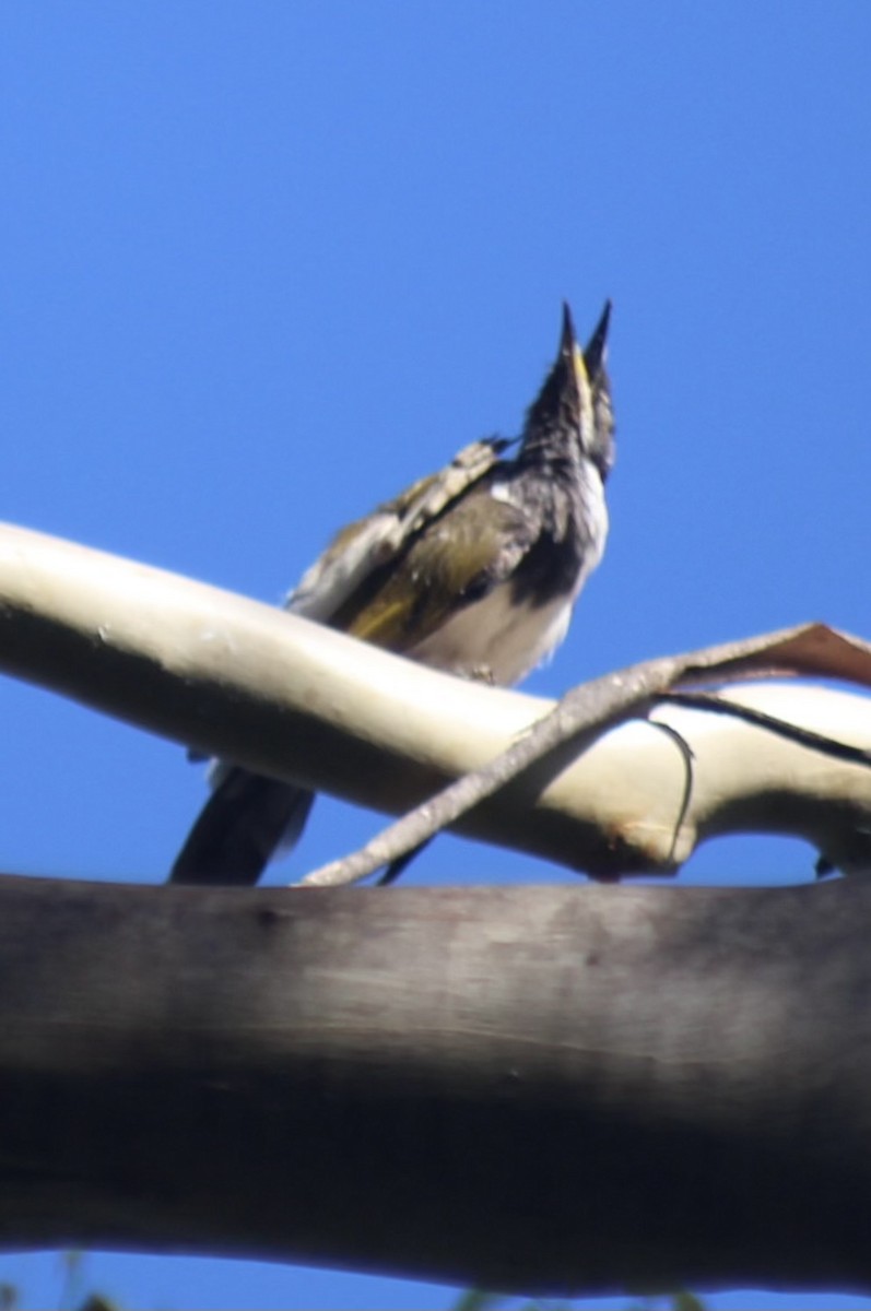 Blue-faced Honeyeater - ML646332182