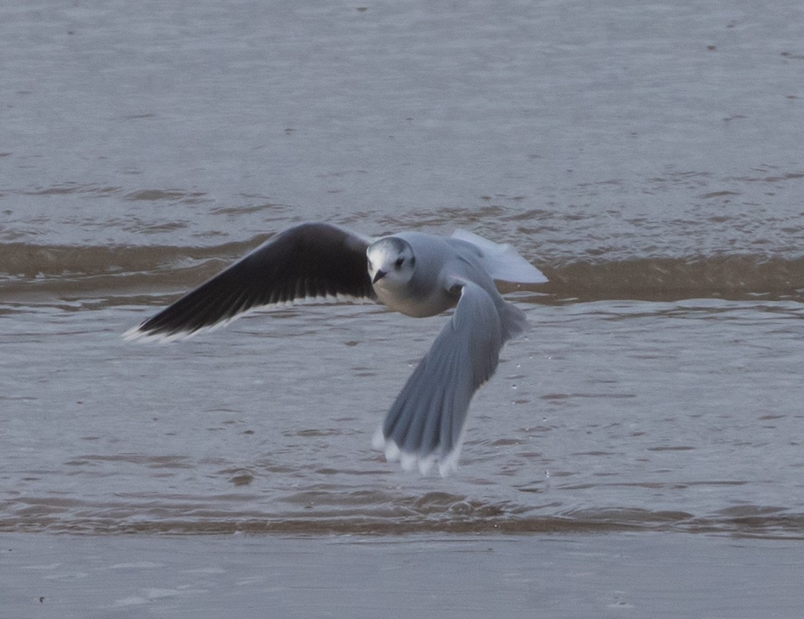 Gabbianello - ML646332183