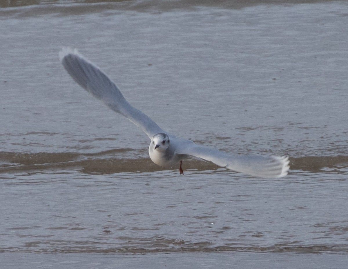 Gabbianello - ML646332185