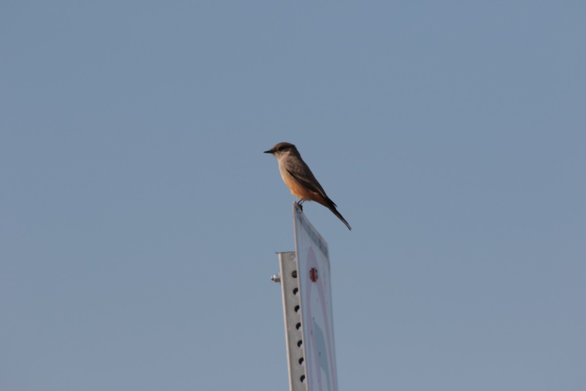 Say's Phoebe - ML646332189