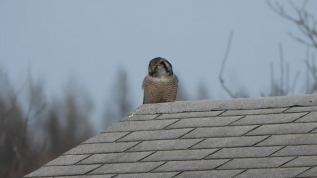 Northern Hawk Owl - ML646332191