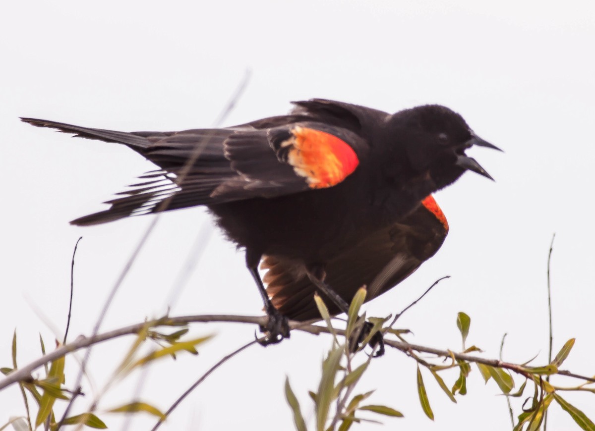 Red-winged Blackbird - ML646332195