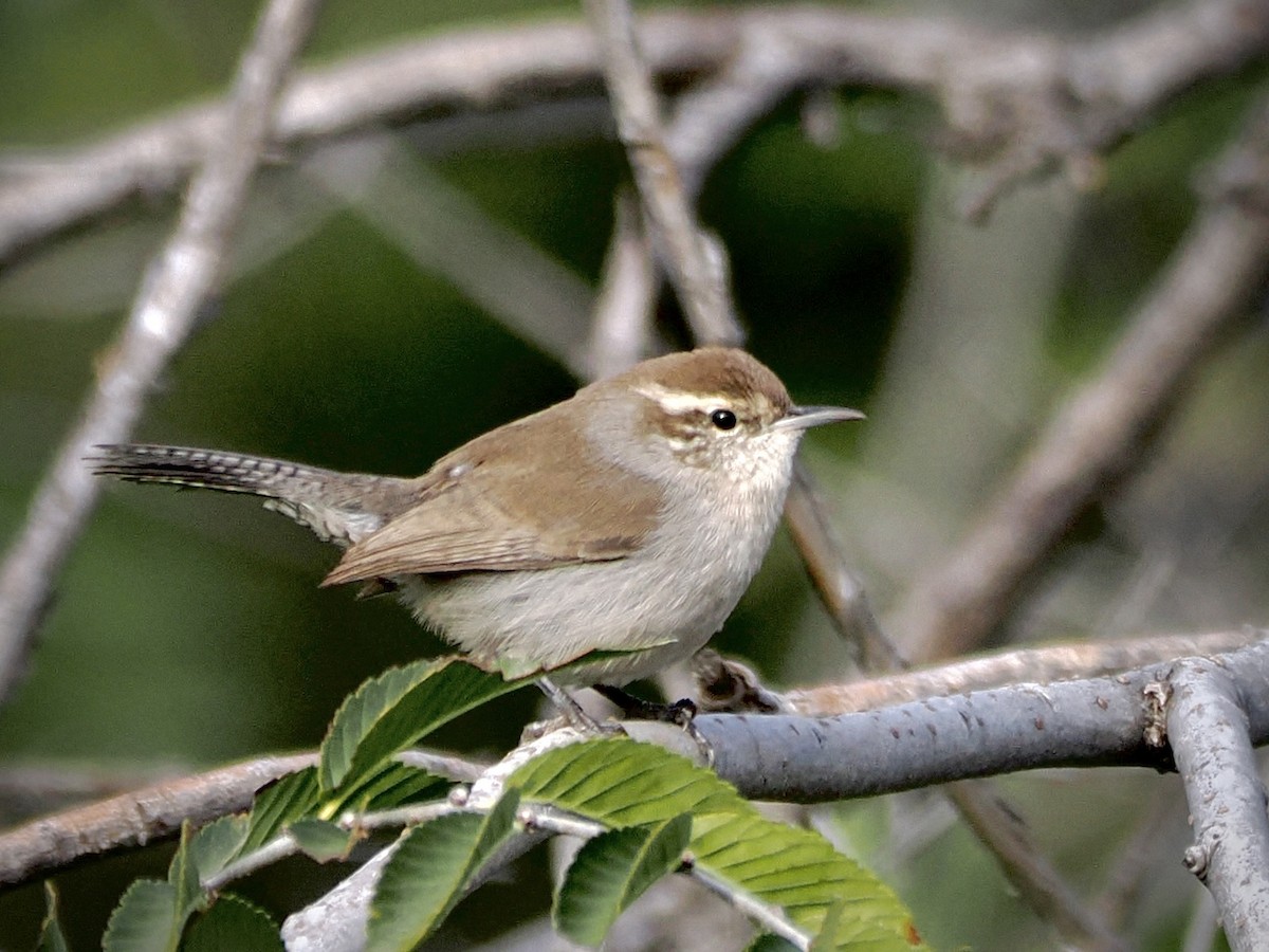 Buschzaunkönig - ML646332196