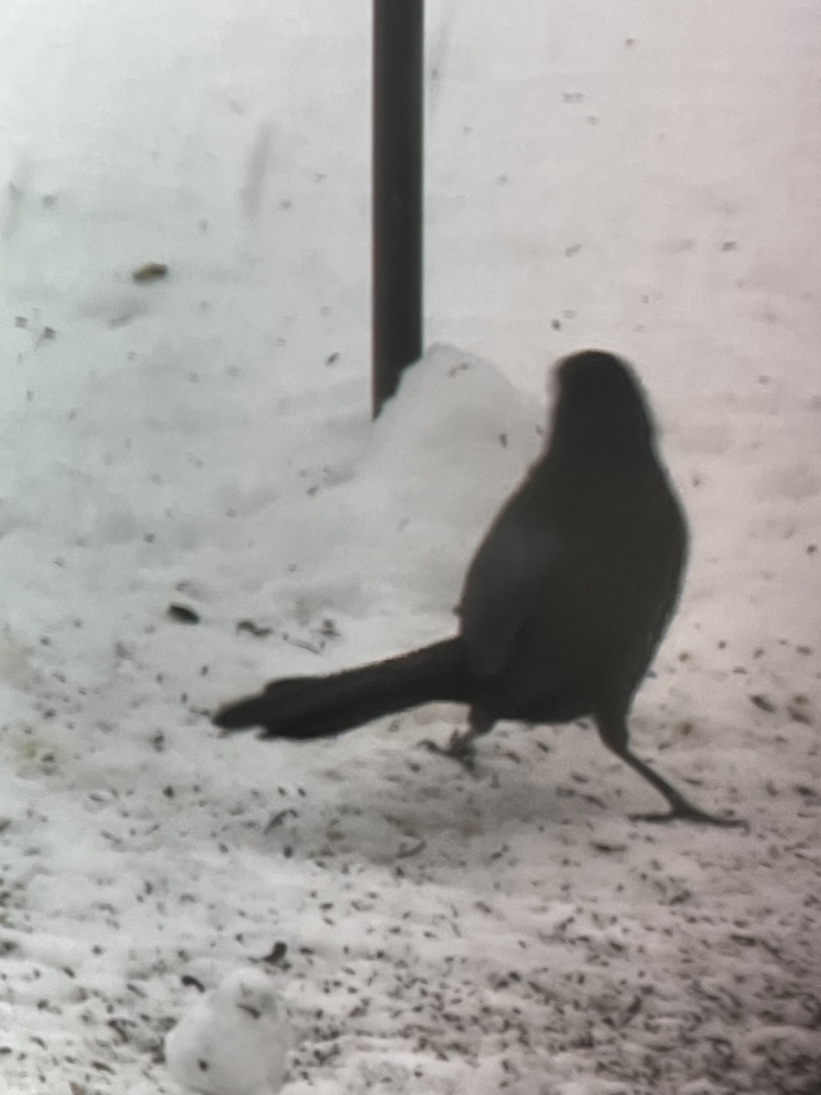 Purpurgrackel - ML646332197