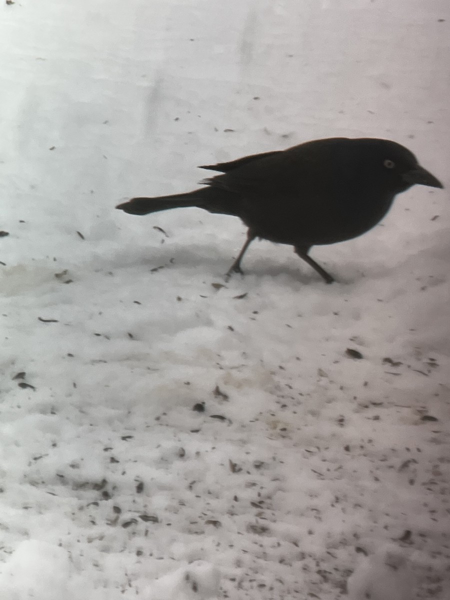 Purpurgrackel - ML646332199