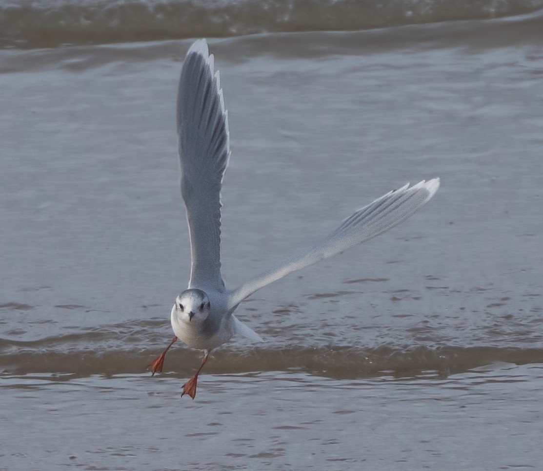 Gabbianello - ML646332209