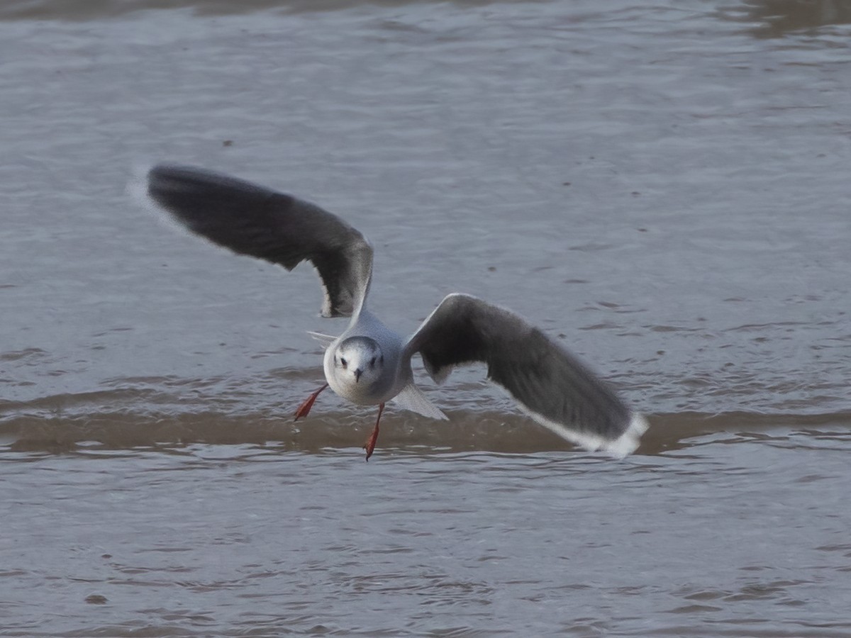 Gabbianello - ML646332216