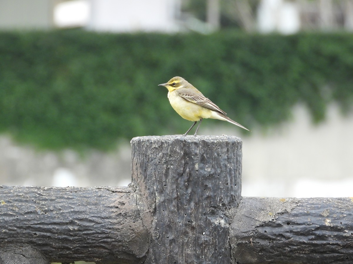 Eastern Yellow Wagtail - ML646332217