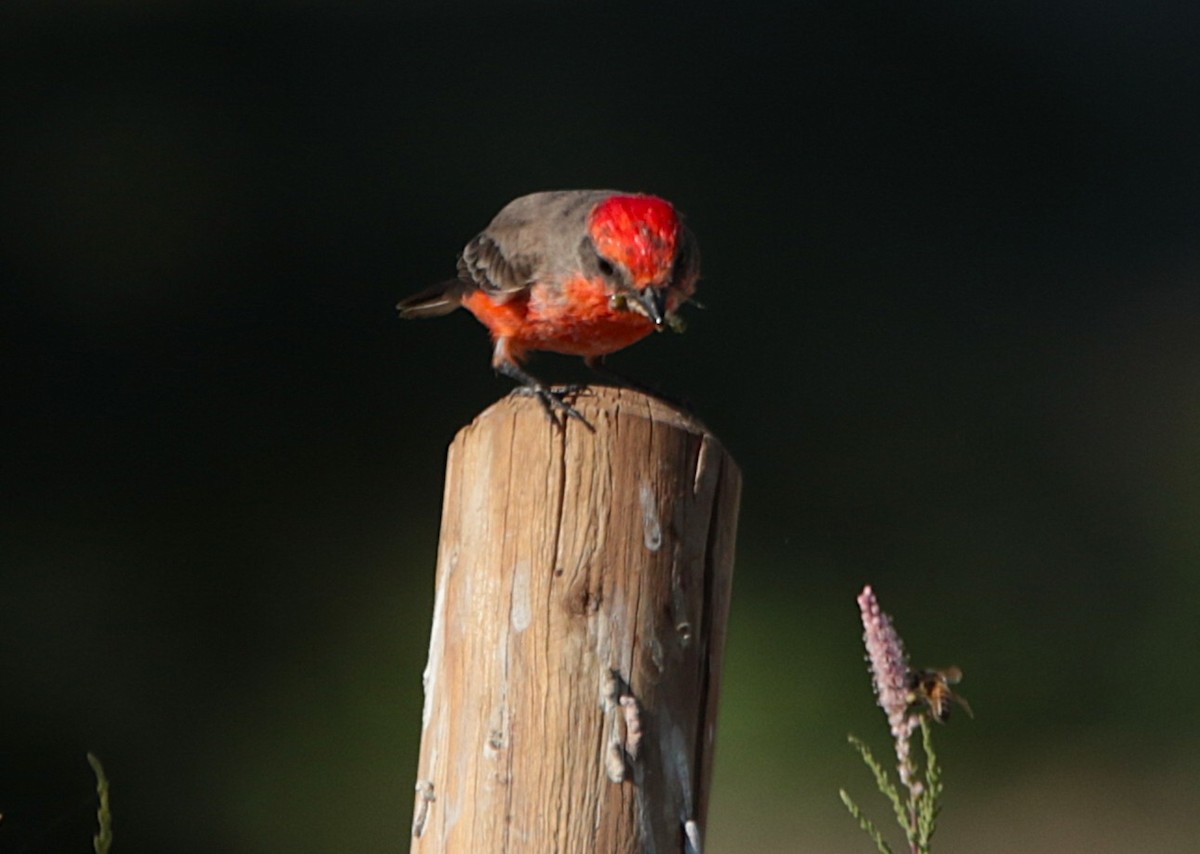 Vermilion Flycatcher - ML646332218