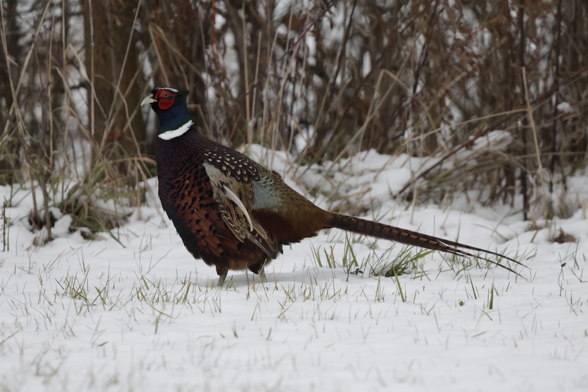 Ring-necked Pheasant - ML646332219