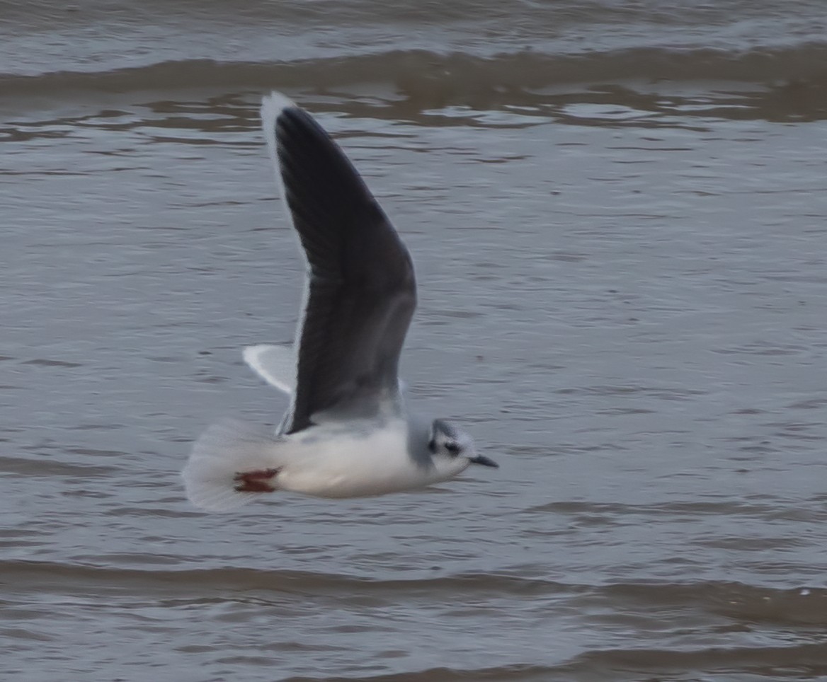 Gabbianello - ML646332226