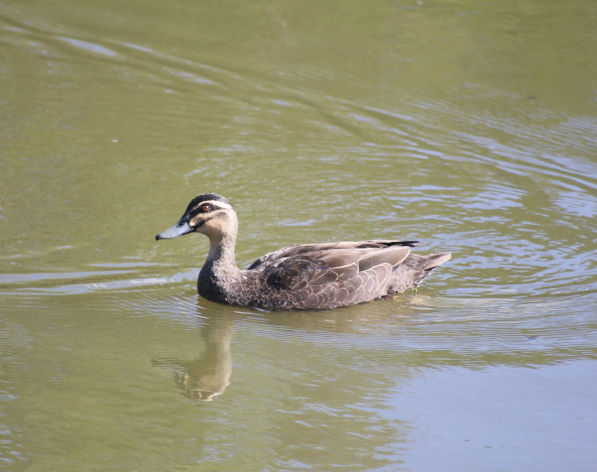 Pacific Black Duck - ML646332227