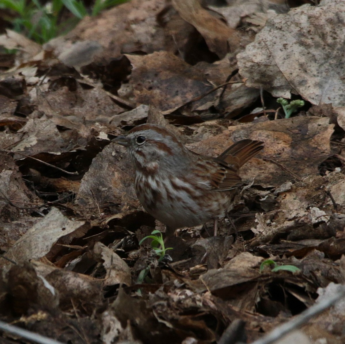 Song Sparrow - ML646332236
