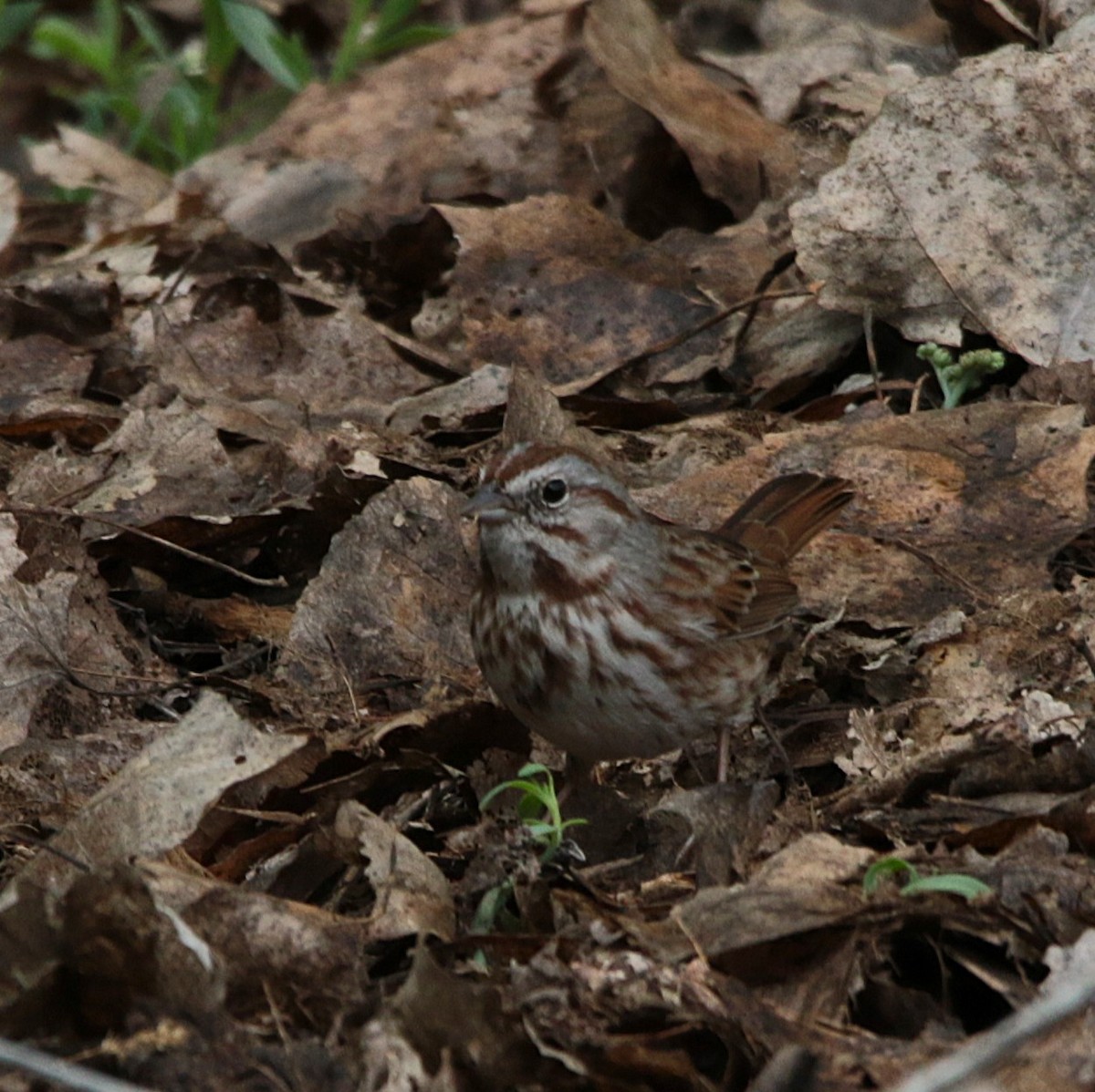 Song Sparrow - ML646332237