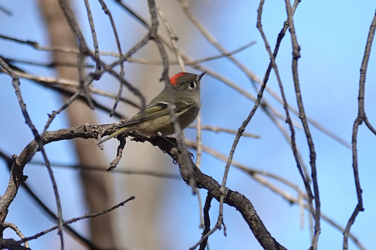 Ruby-crowned Kinglet - ML646332242