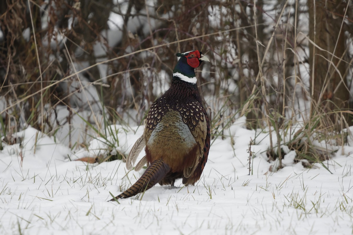Ring-necked Pheasant - ML646332245