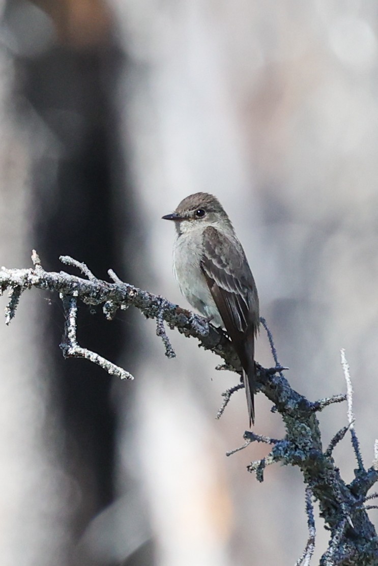 Western Wood-Pewee - ML646332255
