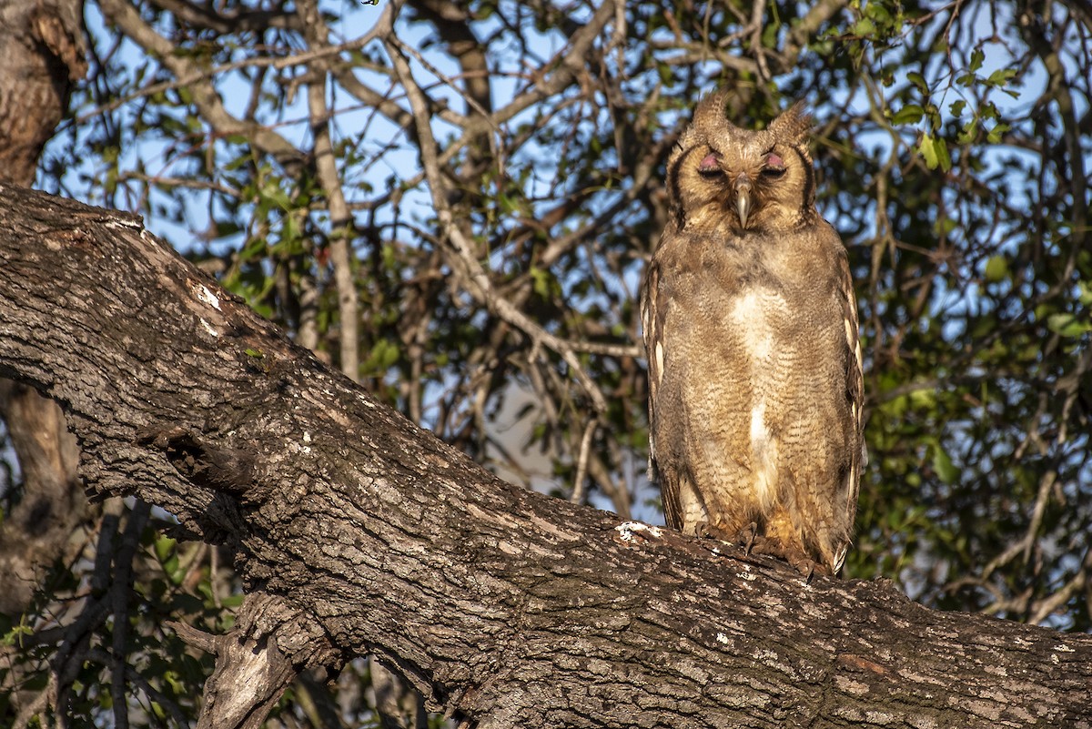 Verreaux's Eagle-Owl - ML646332256