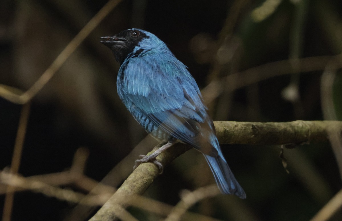 ツバメフウキンチョウ - ML646332257