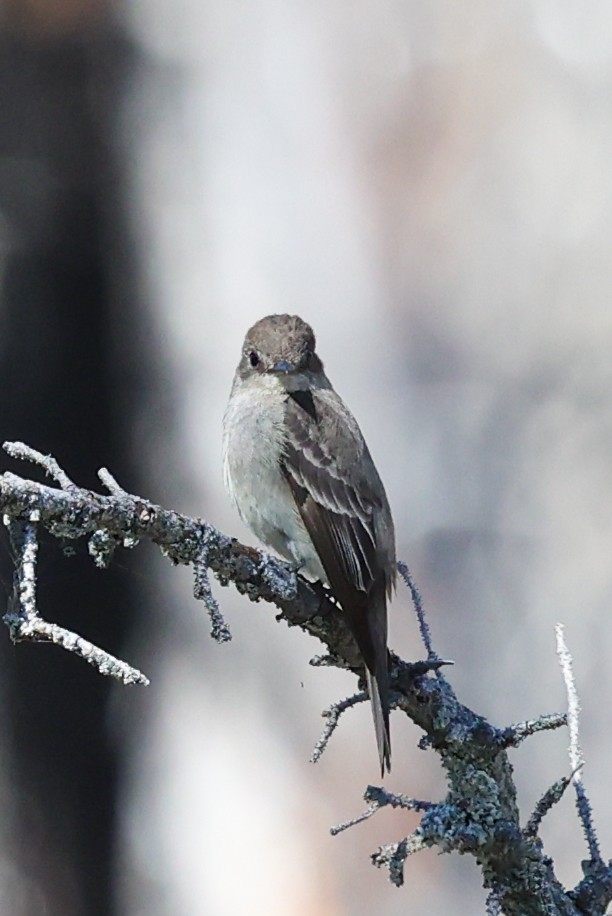 Western Wood-Pewee - ML646332258