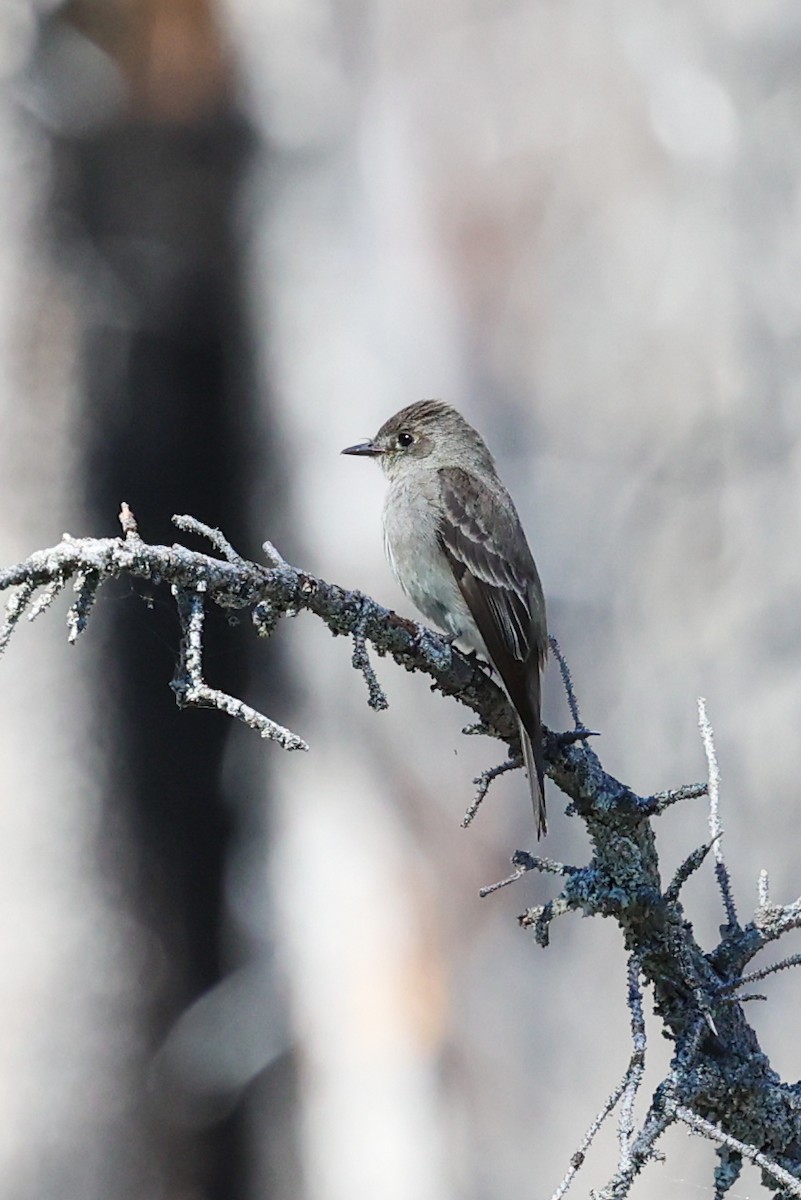 Western Wood-Pewee - ML646332259