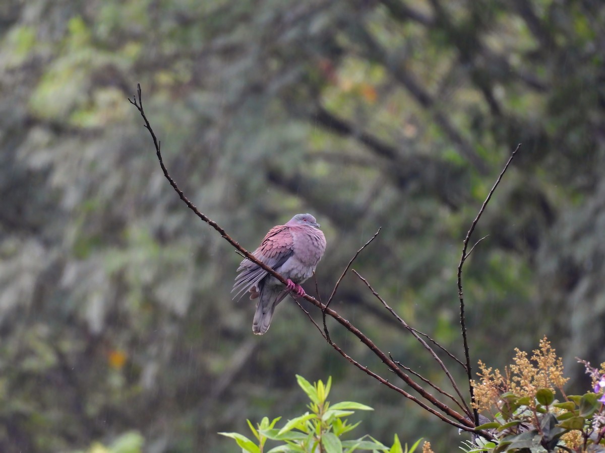 Paloma Colorada - ML646332260