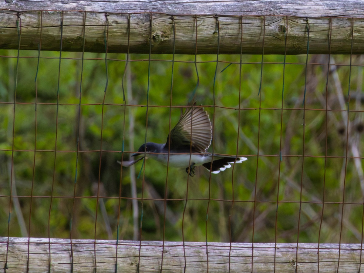 østkongetyrann - ML646332272