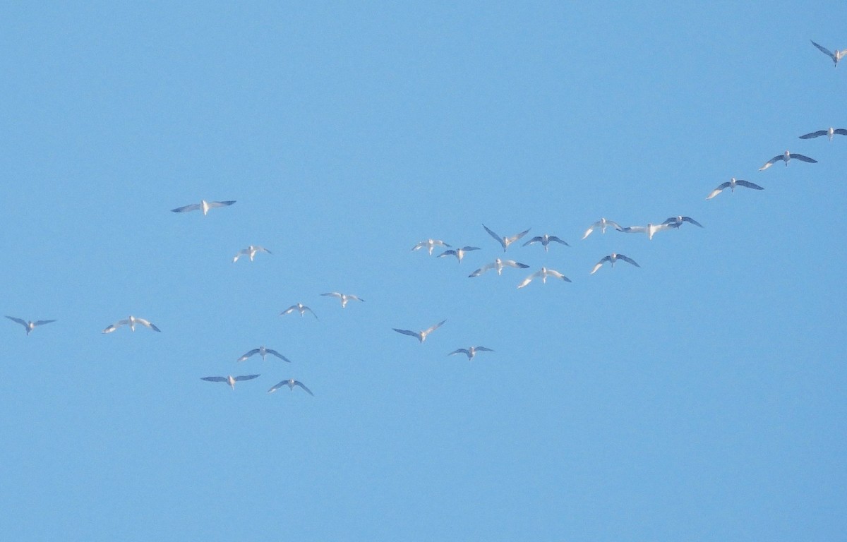 Ross's Goose - ML646332276