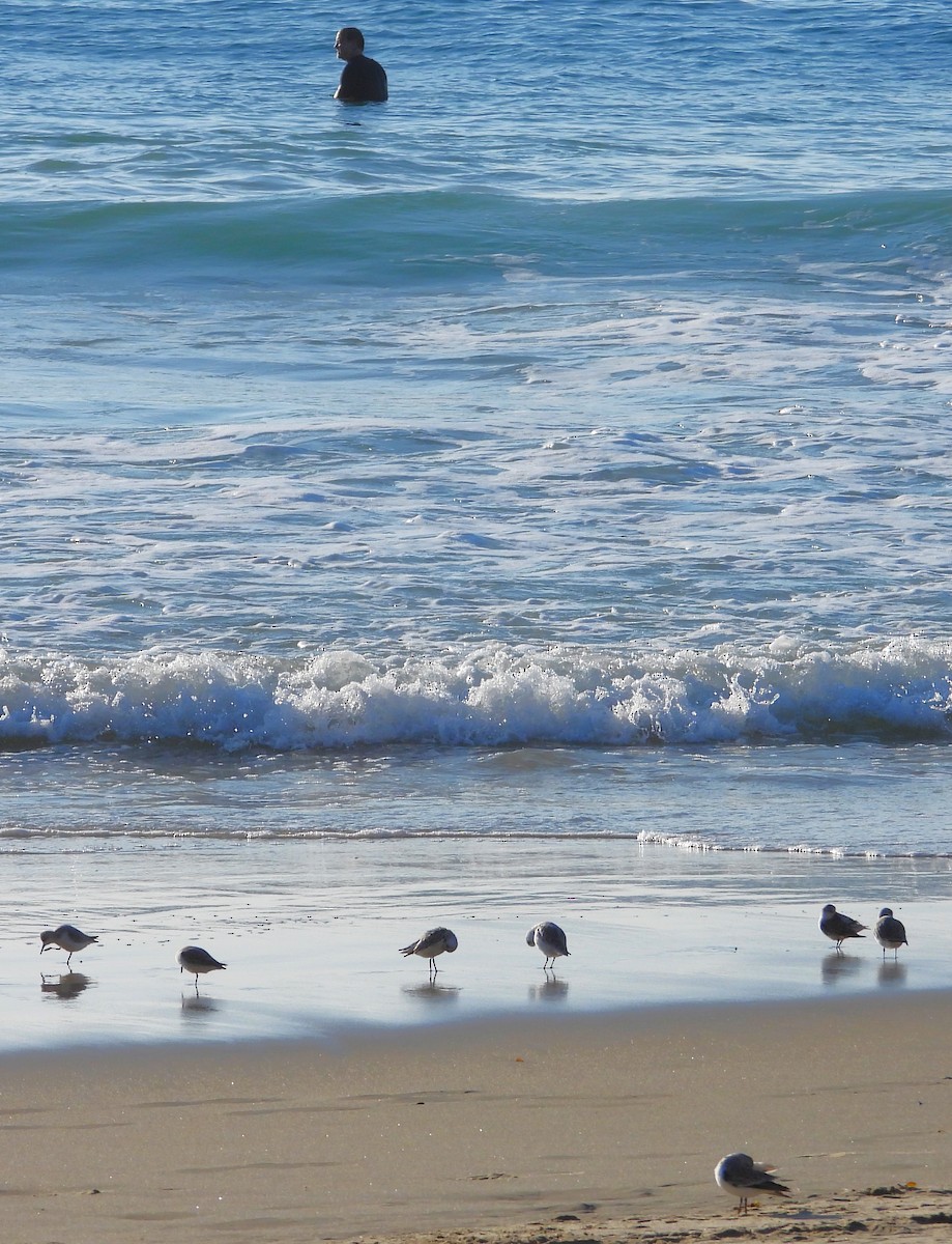 jespák písečný - ML646332278