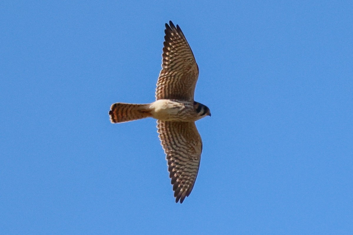 בז אמריקני - ML646332279