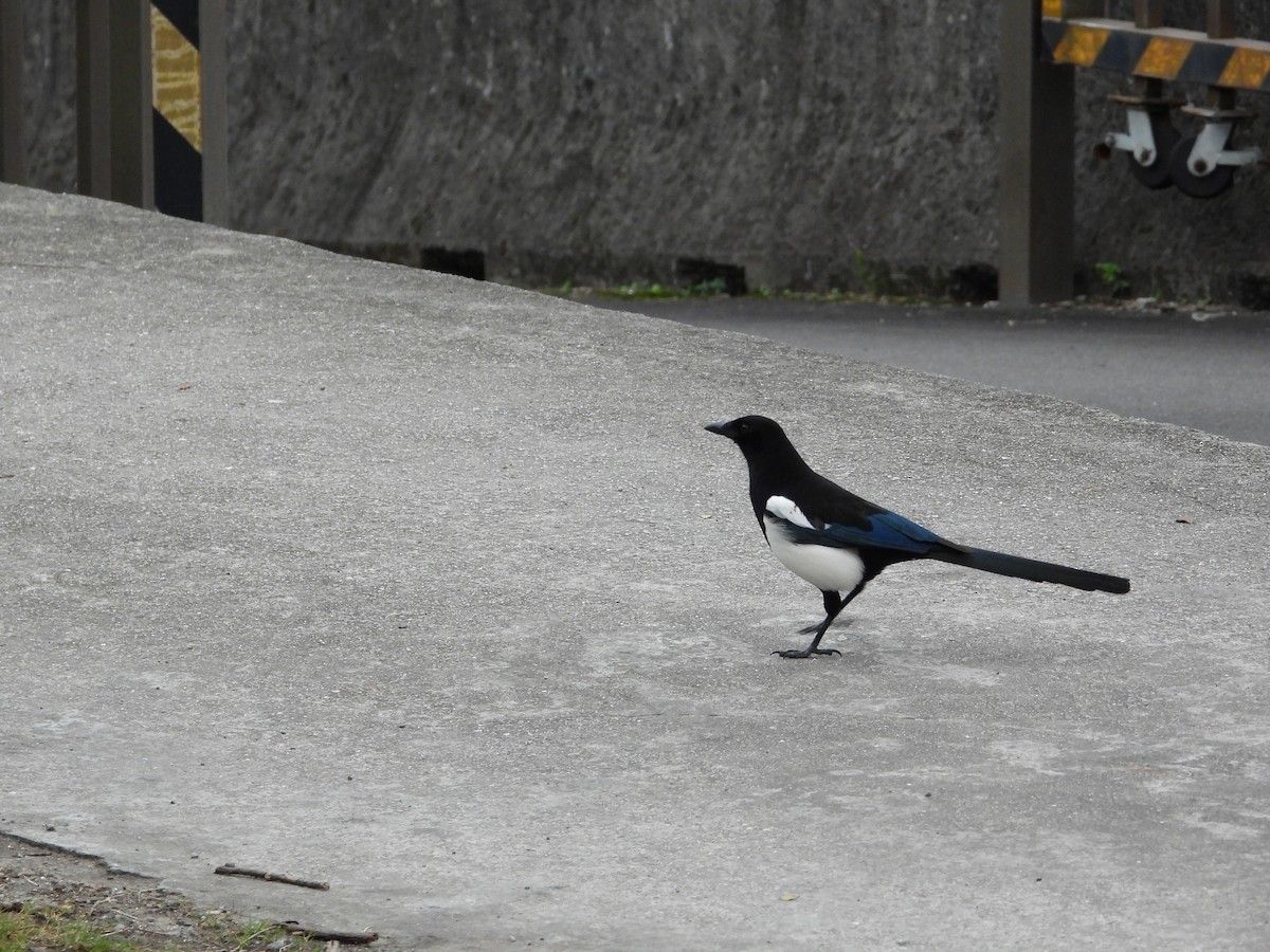 Сорока усурійська - ML646332281