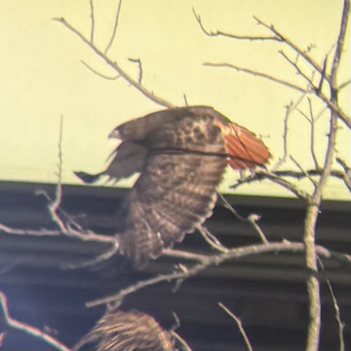 Red-tailed Hawk - ML646332284