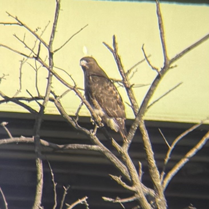 Red-tailed Hawk - ML646332285