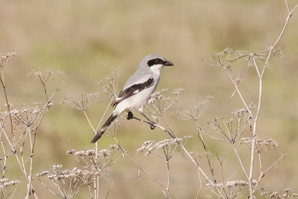 Loggerhead Shrike - ML646332286