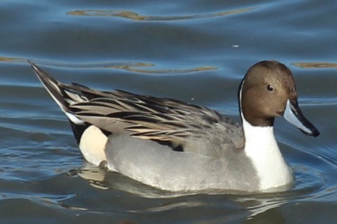 Northern Pintail - ML646332287