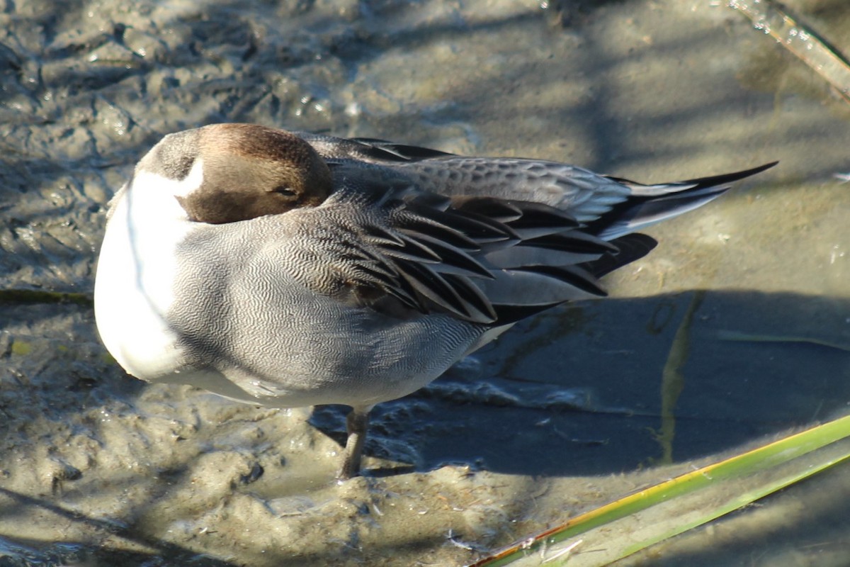 Northern Pintail - ML646332288