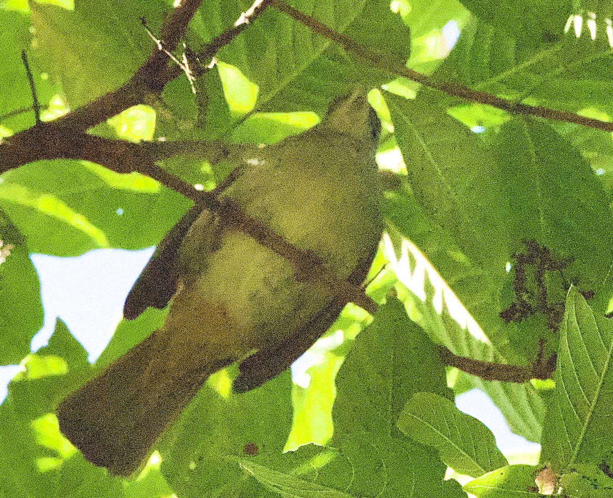 Olive Bulbul - ML646332289