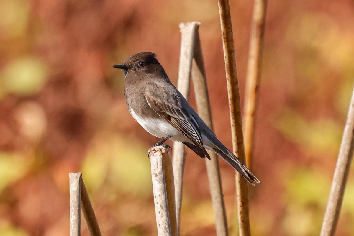 Black Phoebe - ML646332290