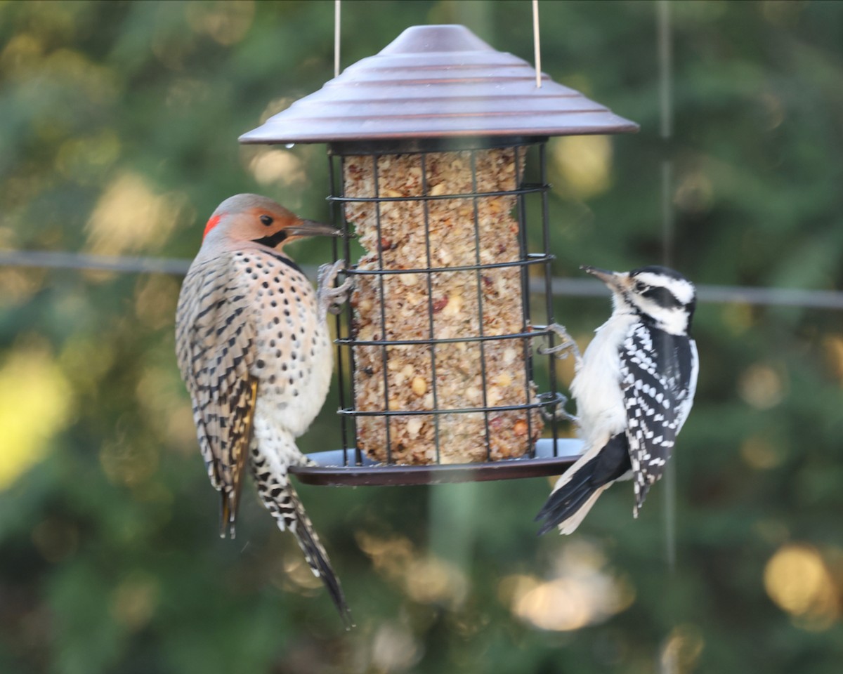 hårspett - ML646332291