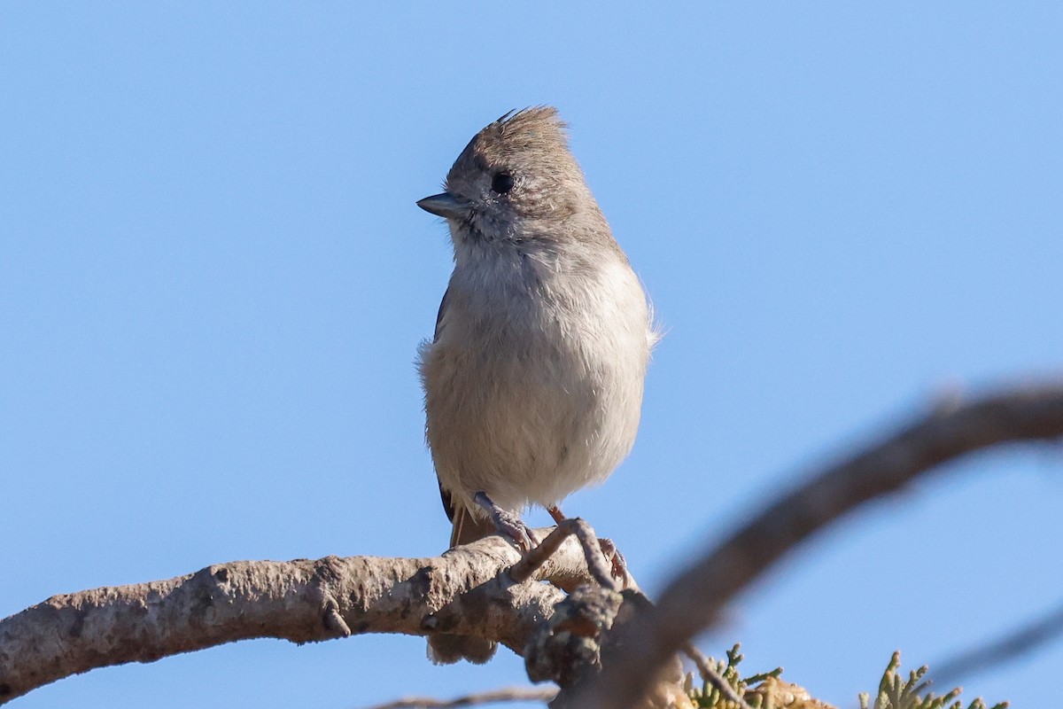 Herrerillo Unicolor - ML646332292
